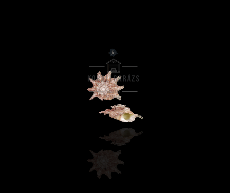 Astralium Calcar